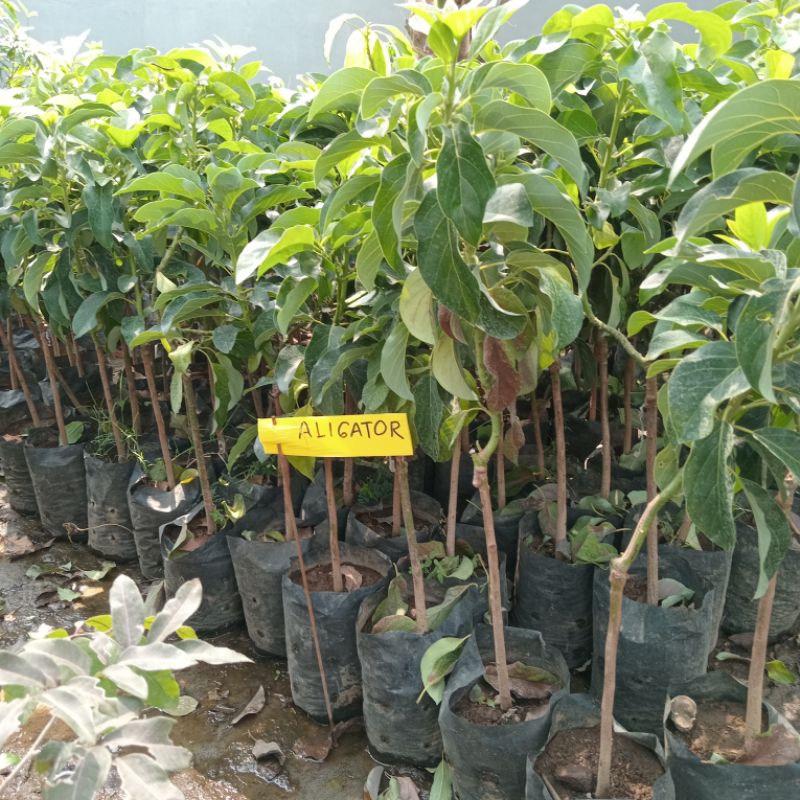 Bibit Alpukat Mentega Aligator Miki Kelud Markus Hass Red Vietnam Yellow Vietnam