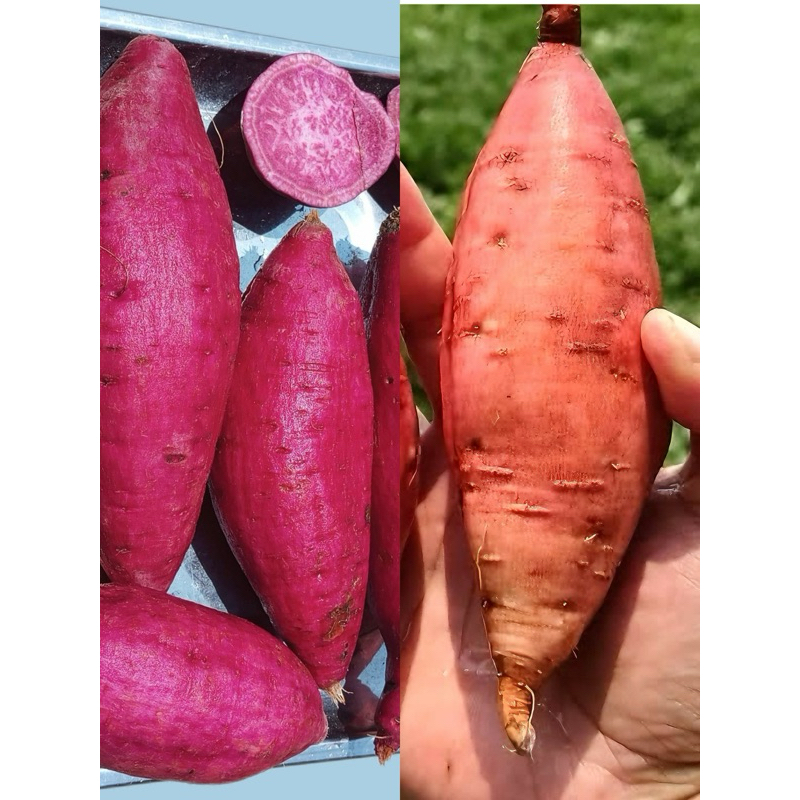 

BELI UBI UNGU GRATIS UBI OREN ( berat 1 kg)