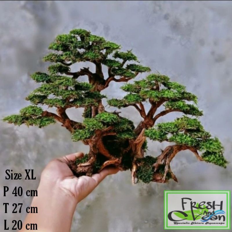 Bonsai Aquascape Jungle Size XL Bonus Moss Weeping