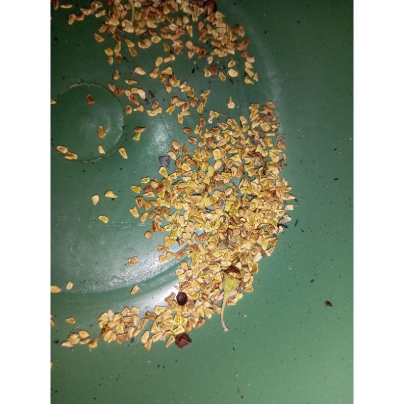 250 BIJI SANTIGI KARANG/BENIH SANTIGI KARANG VARIAN MAWAR MIKRO DAN SUPER EKOR TUPAI NUSA BARONG PIL