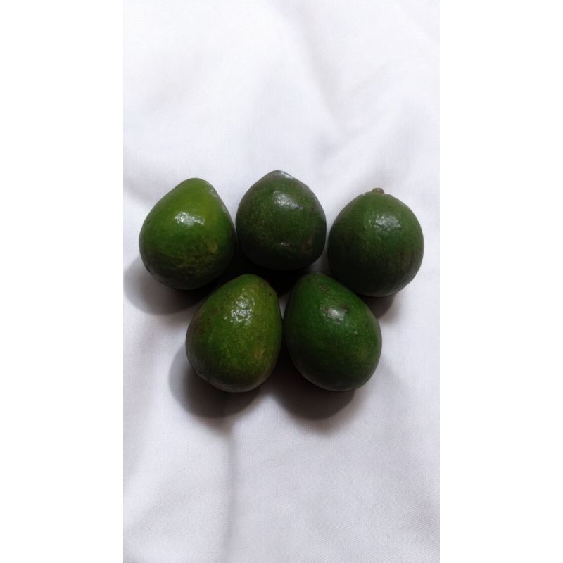 

alpukat mentega 1kg murah isi 5
