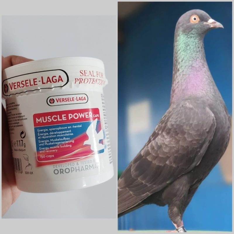 Muscle Power Caps untuk Stamina Burung Merpati
