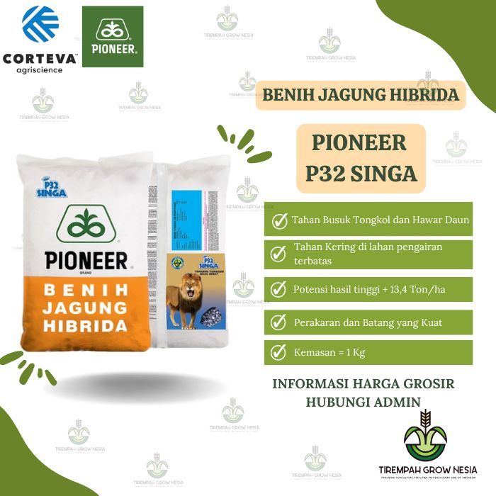 BENIH JAGUNG PIONER P32 SINGA BIBIT JAGUNG P32 SINGA JAGUNG HIBRIDA PIONEER BENIH PIONEER P-32 P32 S