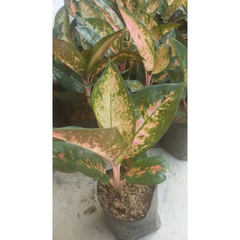 AGLONEMA KHOCIN PARUMROY/KHOCIN PALM ROY/ aglonema kochin