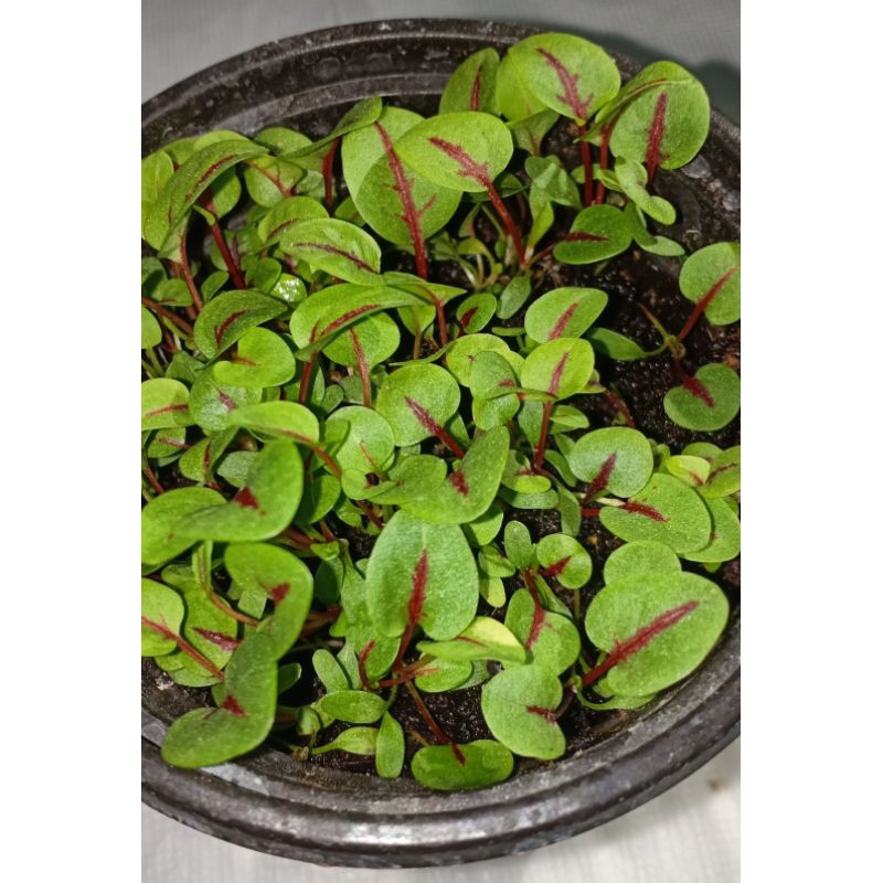 

Organic Red Sorrel