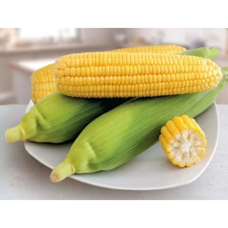 

promo 500 benih jagung manis madu super