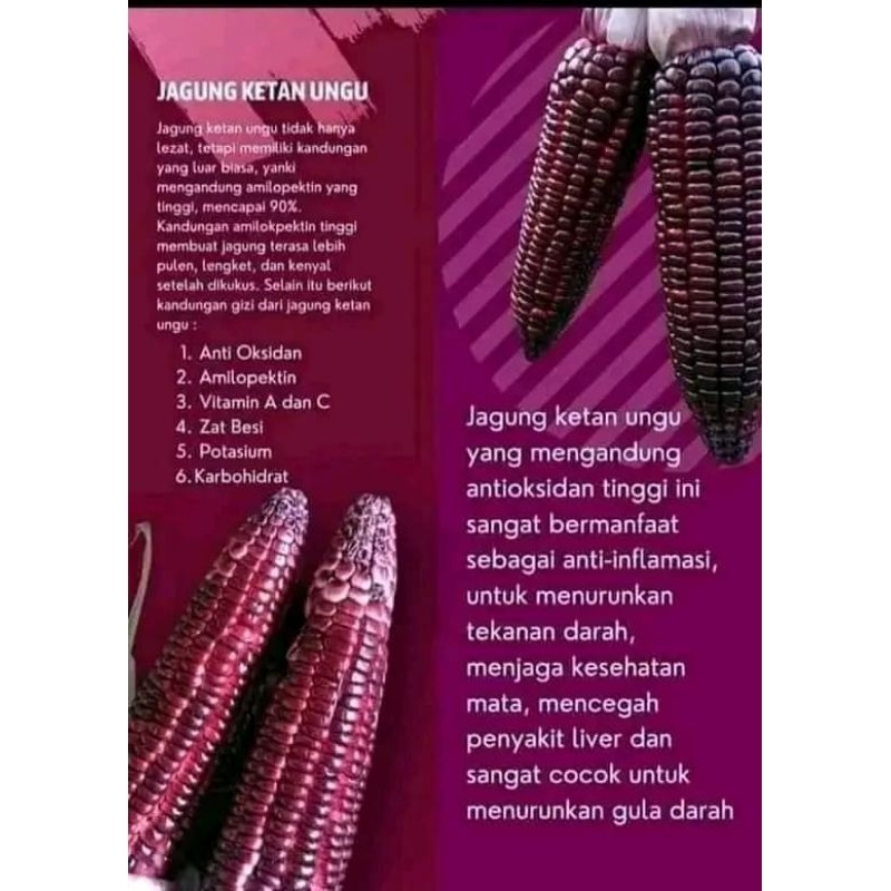 

Jagung Ketan ungu