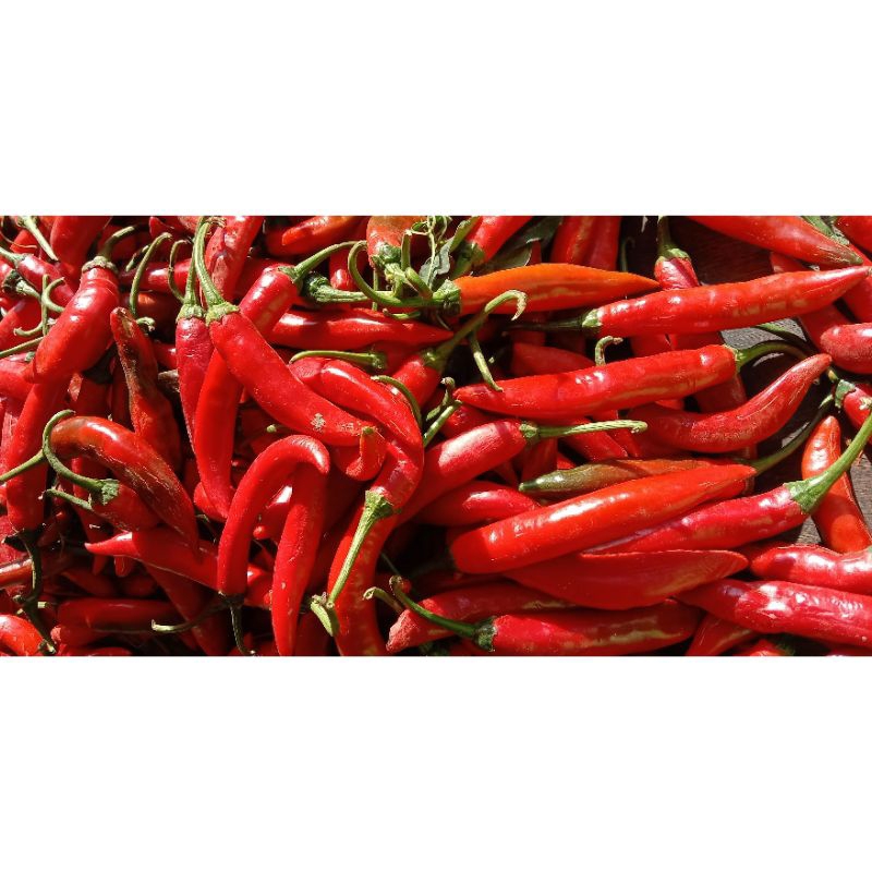 

Cabai/lombok merah besar Makassar 20.000 Per/1Kg