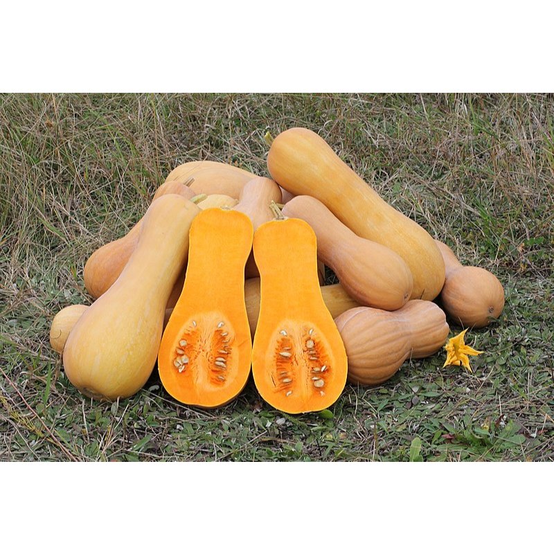 

Labu Madu Butternut Squash cocok untuk MPASI Cucurbita moschata lokal Instan Gosend
