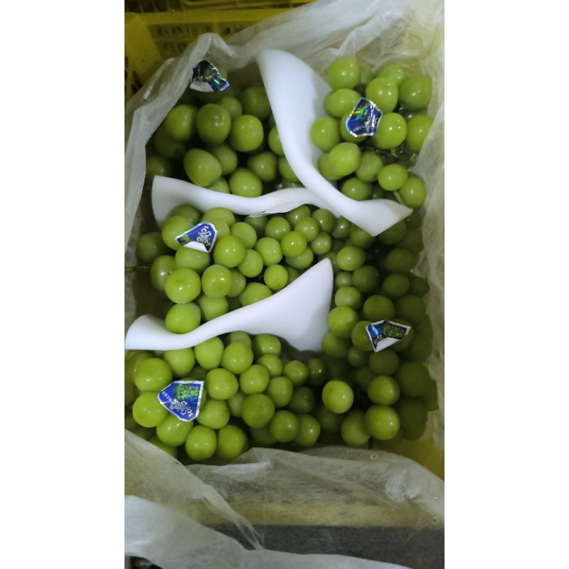 

Anggur Muscat MURAH MERIAH SEPERTI HARGA GROSIR 1 Kg