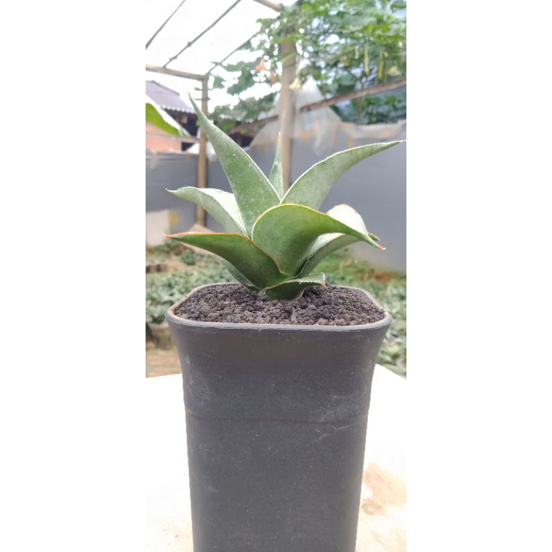 sansivera hybrid pinkat x hybrid