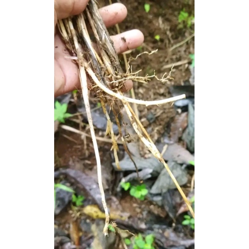 

akar alang alang segar .