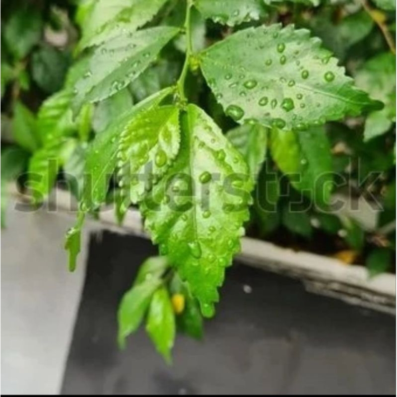 MURAH TANAMAN HIDUP POHON TEH-TEHAN - TANAMAN HIDUP UNTUK PAGAR TAMAN