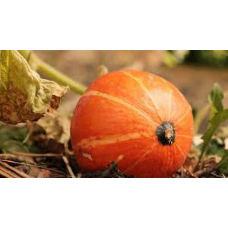 

KABOCHA ORANGE / LABU JEPANG PUMPKIN LABU BERAT 500-700 Gr