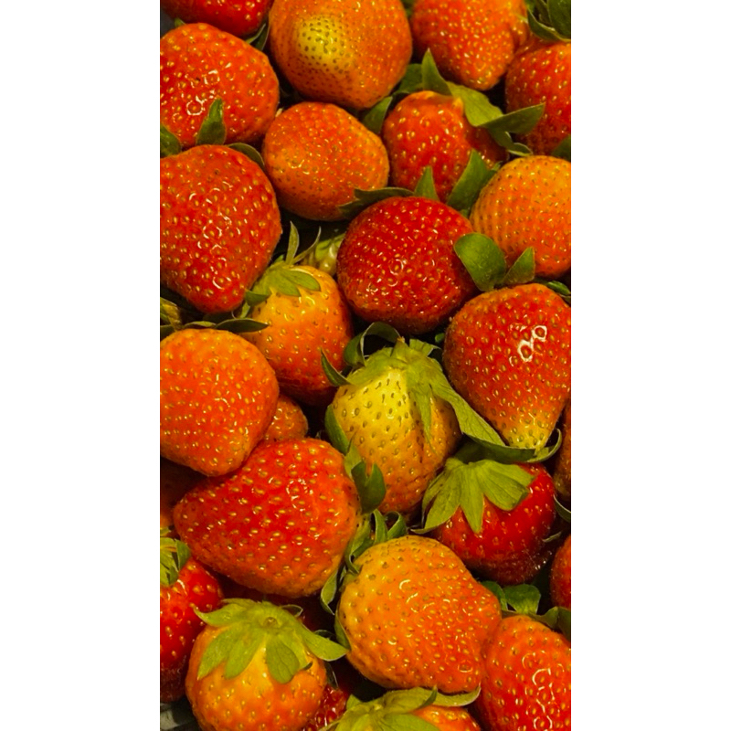 

strawberry fresh premium freeze dry (1kg)