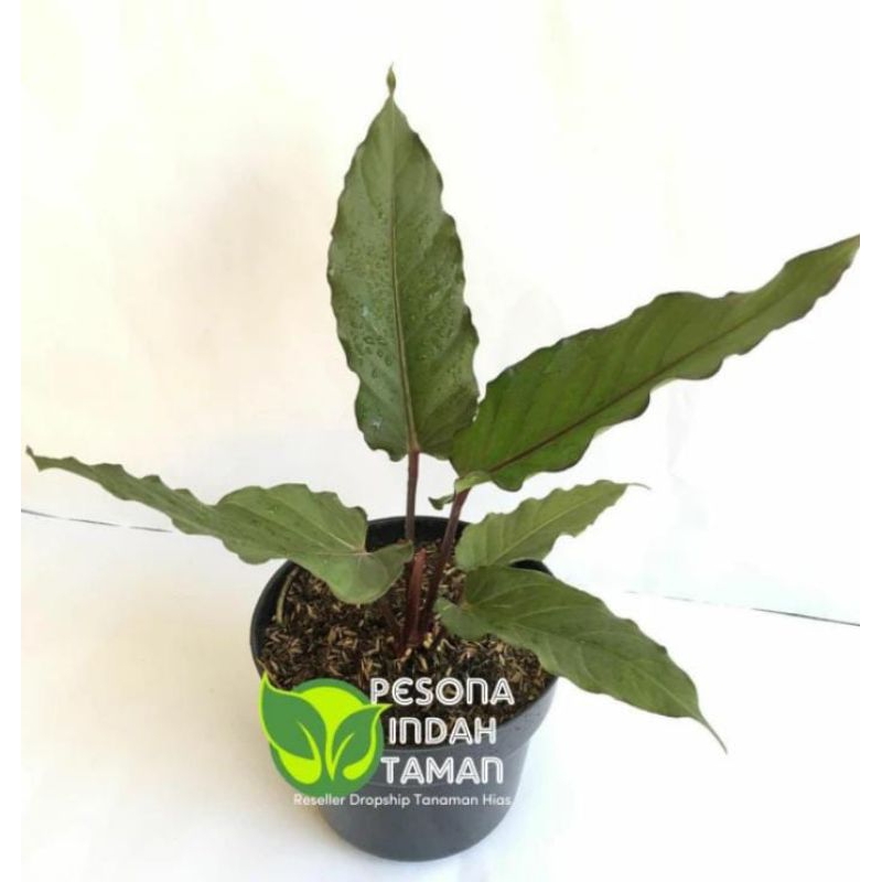 tanaman hias anthurium black beauty - anthurium black beauty