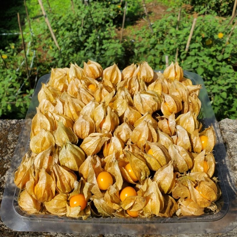 

Buah ciplukan / goldenberry fresh 1kg