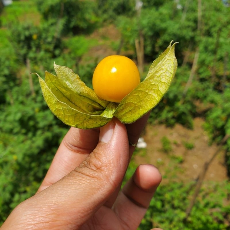 

Buah ciplukan/goldenberry freshh, pure organic 1pcs