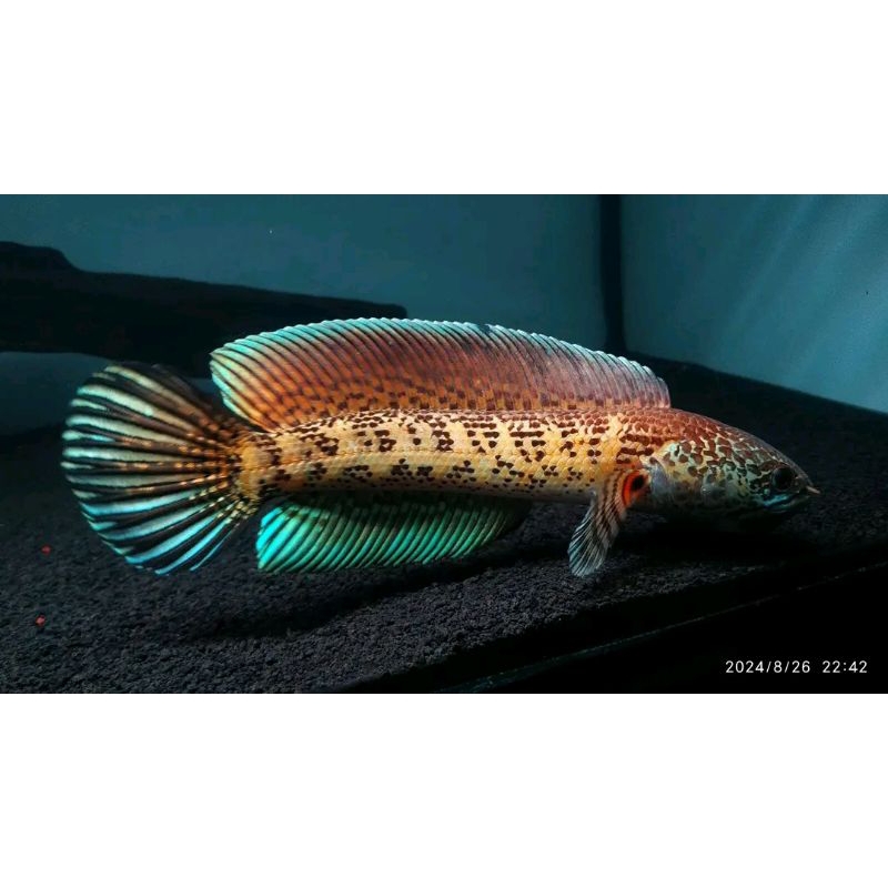 Channa Auranti Machulata Grade A+ Size 10-15cm COD