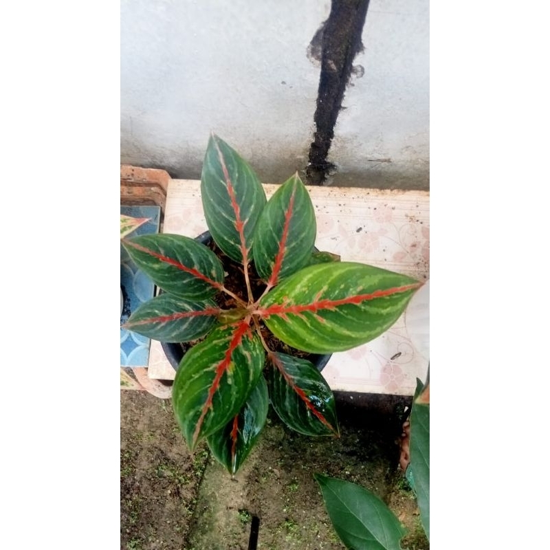 aglonema sweet dream