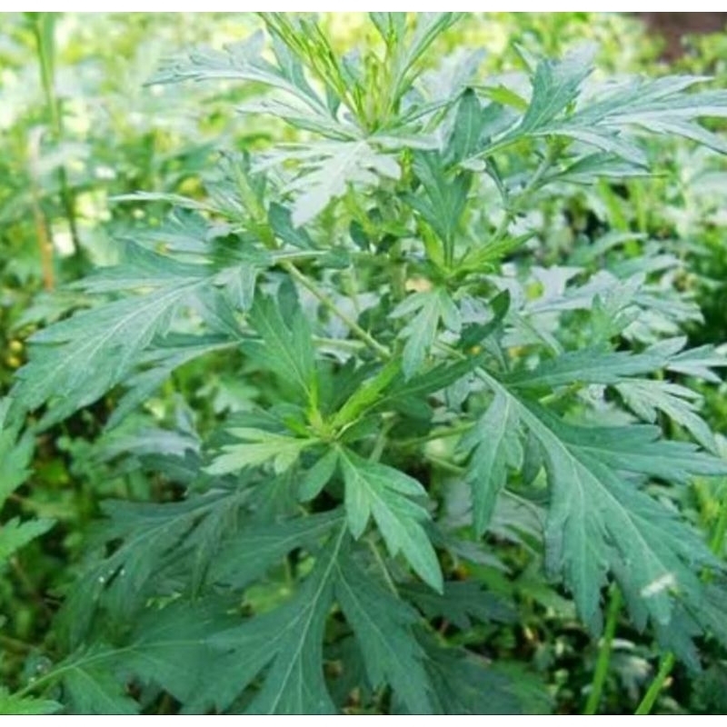 

daun baru cina, ngeh lokat mala atau daun mugwort segar 500gram