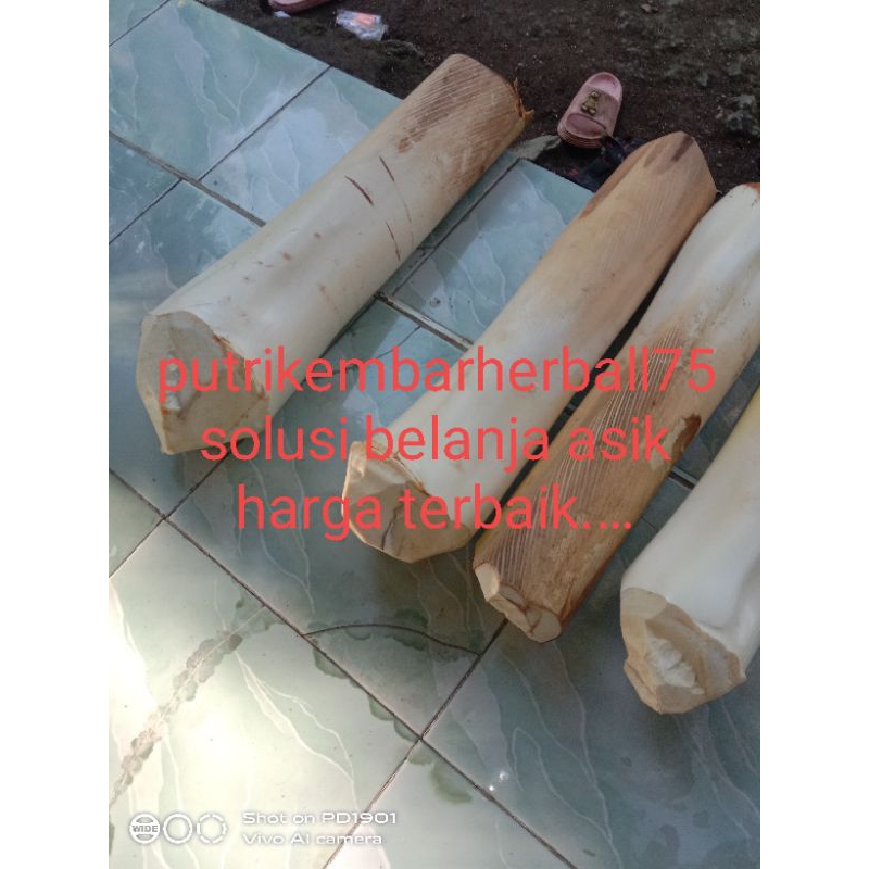 

humbut kelapa/bonjor/tandan