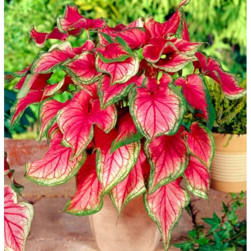 ( BISA COD ) Caladium Red Jaguar Super Rimbun Daun Keris Keladi Hias Red Jaguar Daun KerisTanaman Hi