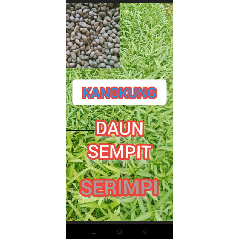 

BIBIT KANGKUNG DAUN SEMPIT 1KG SERIMPI