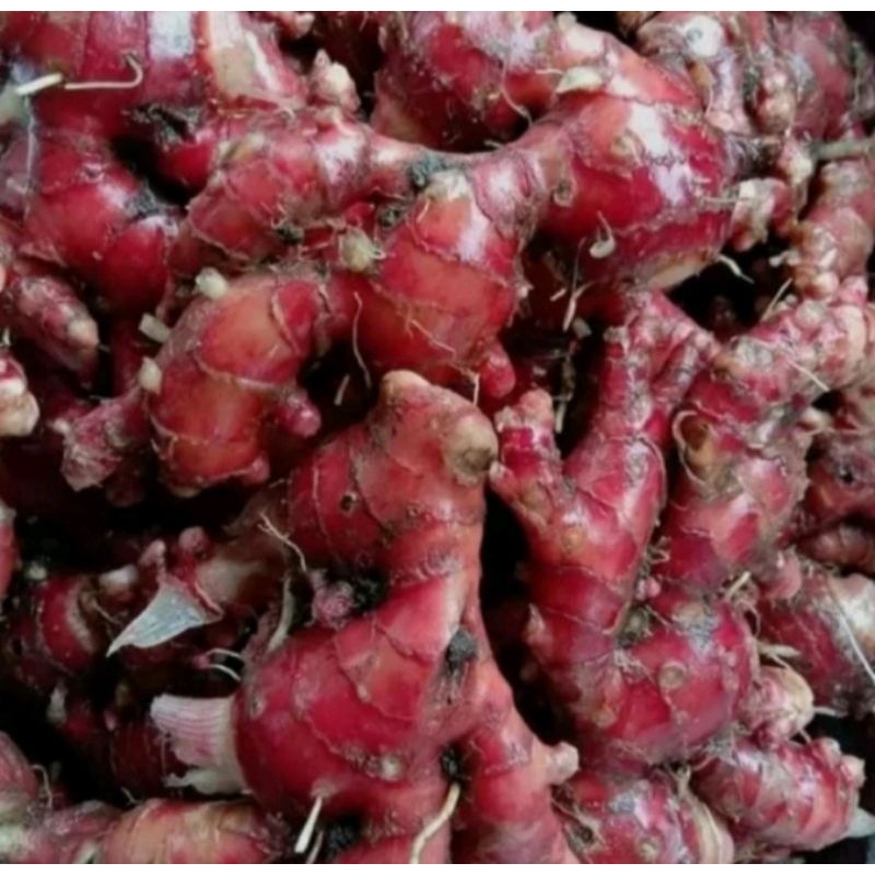 

jahe merah super original asli medan 1kg murah