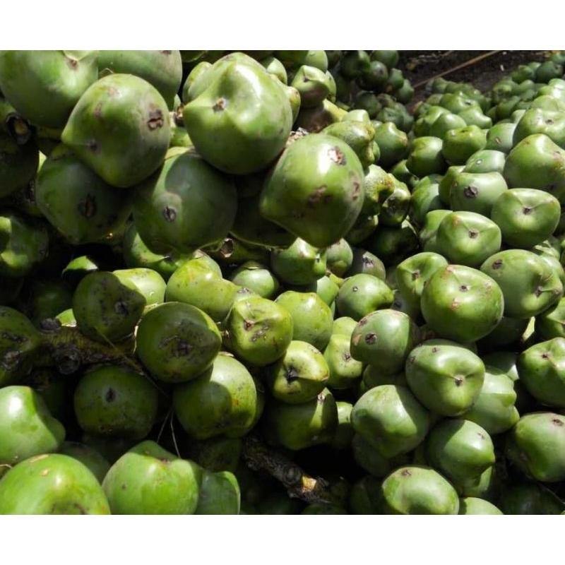 

Jual buah aren segar utuh 500 gram fresh-az