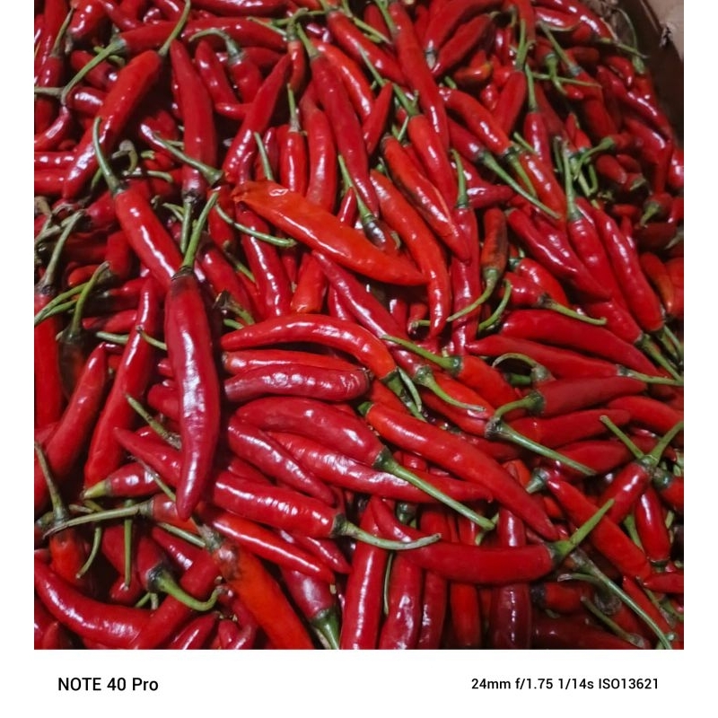 

CABE BESAR SUPER 1KG
