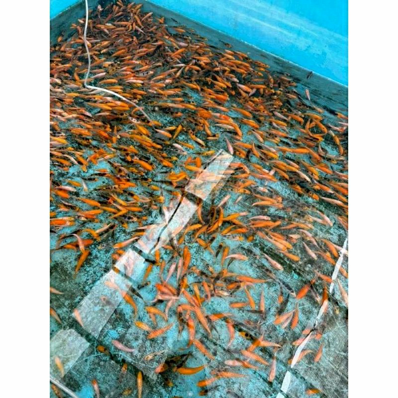 

STIKER koi blitar mix -+ 2cm