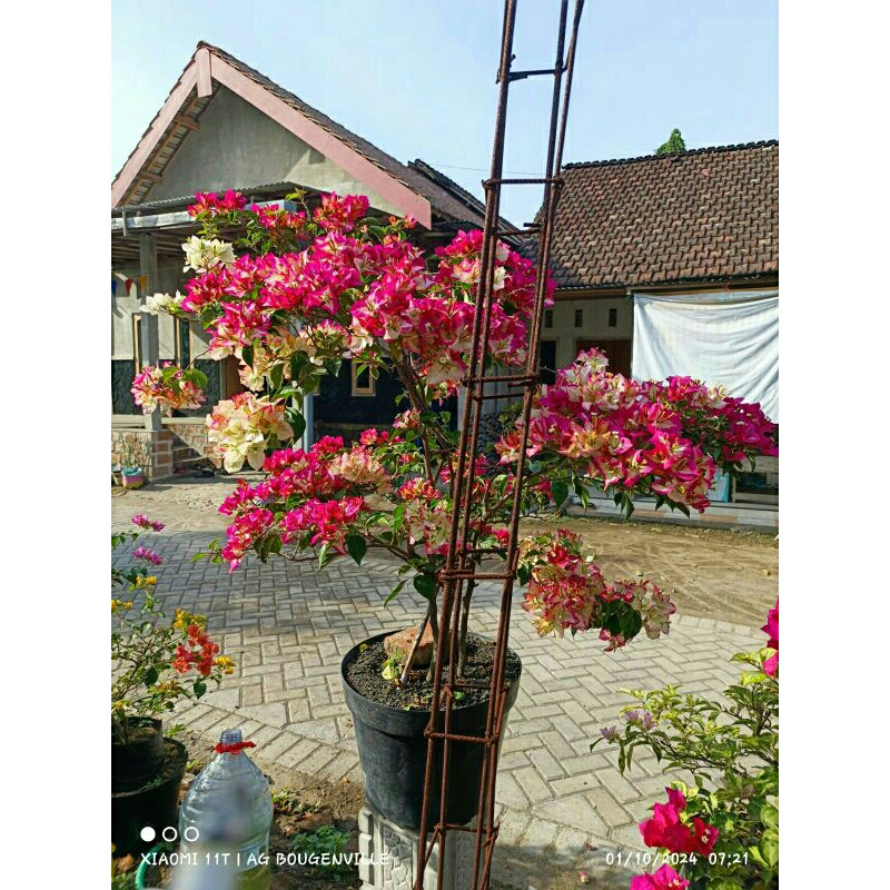 sufia india batang kecil