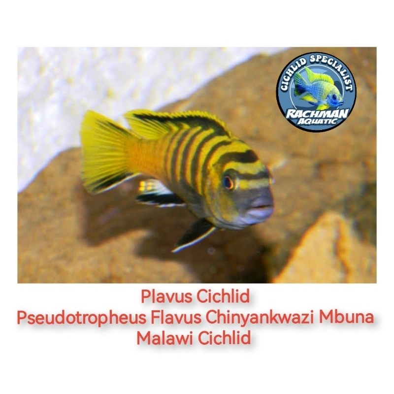 Plavus Cichlid (Pseudotropheus Flavus Chinyankwazi Mbuna Malawi Cichlid)