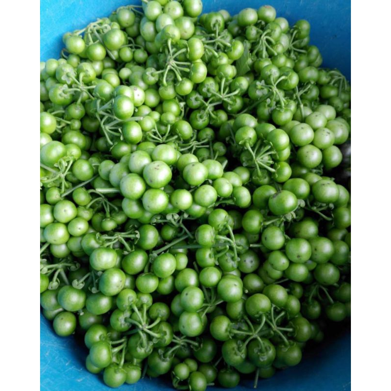 

leunca sayur segar