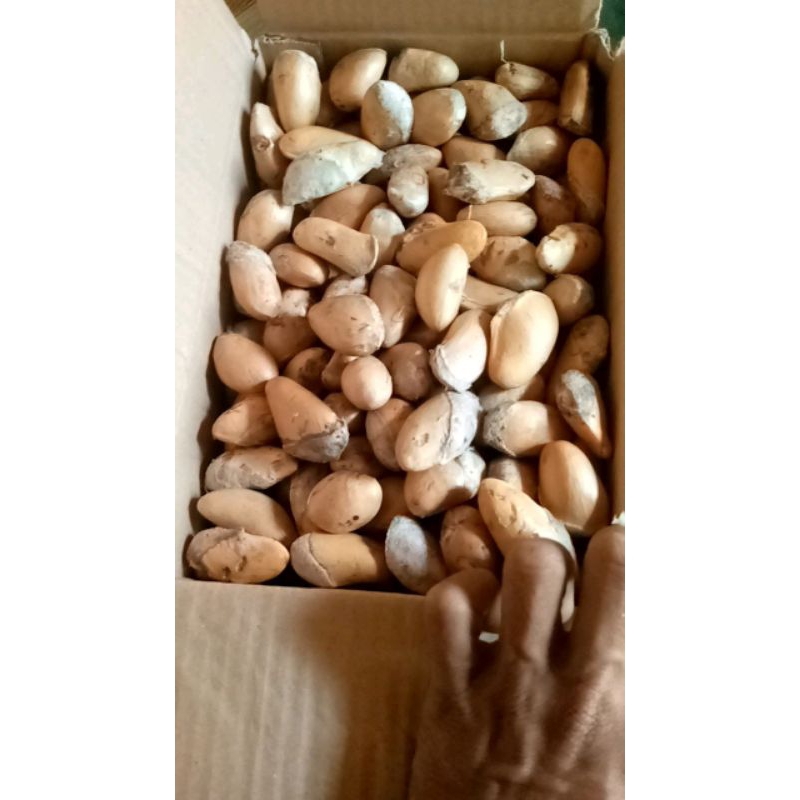 

biji durian segar per 5kg