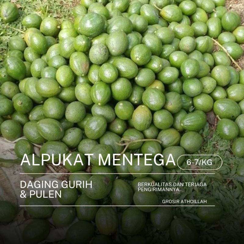 

Alpukat Mentega 1 kg ( 6-7 Buah /kg )