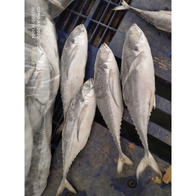 

Ikan Tengkek Tongkol Besi RJ Fish 10kg