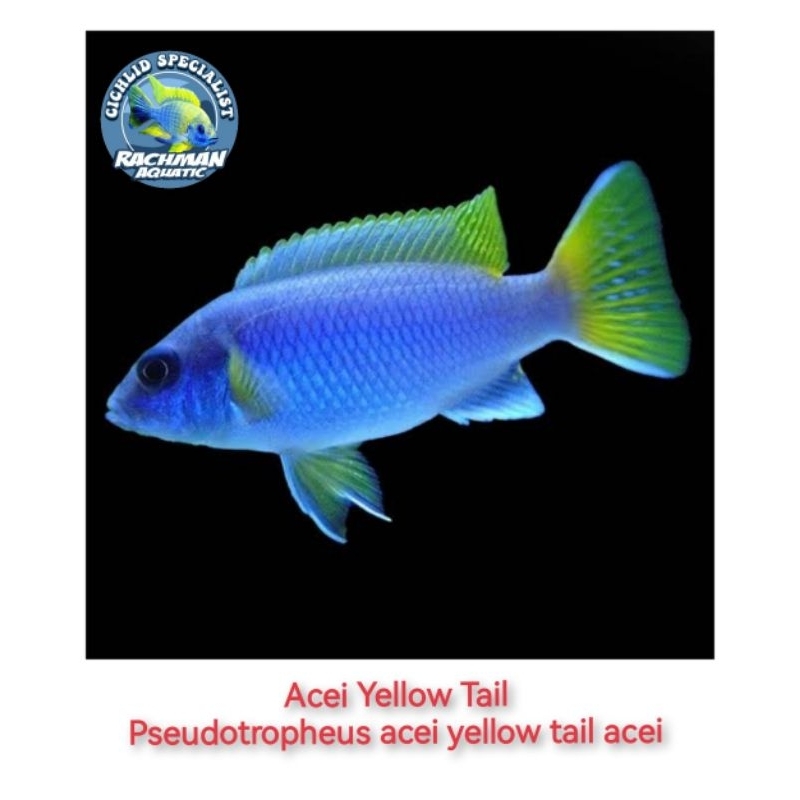 Acei Yellow Tail (cichlid pseudotropheus acei yellow tail acei)