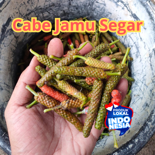 

Cabe Jamu Langsung dari Kebun