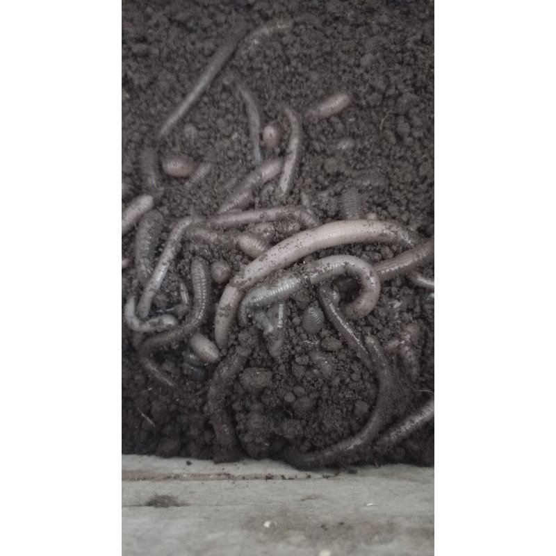 CACING KALUNG KEBO.200g