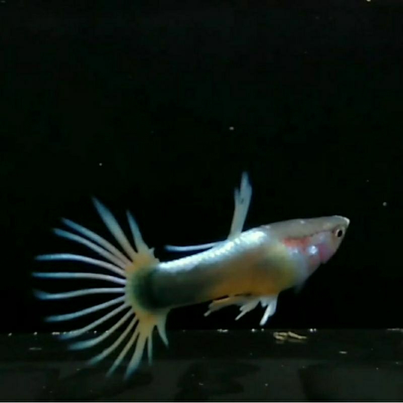 Hiasan akuarium Guppy CT hb