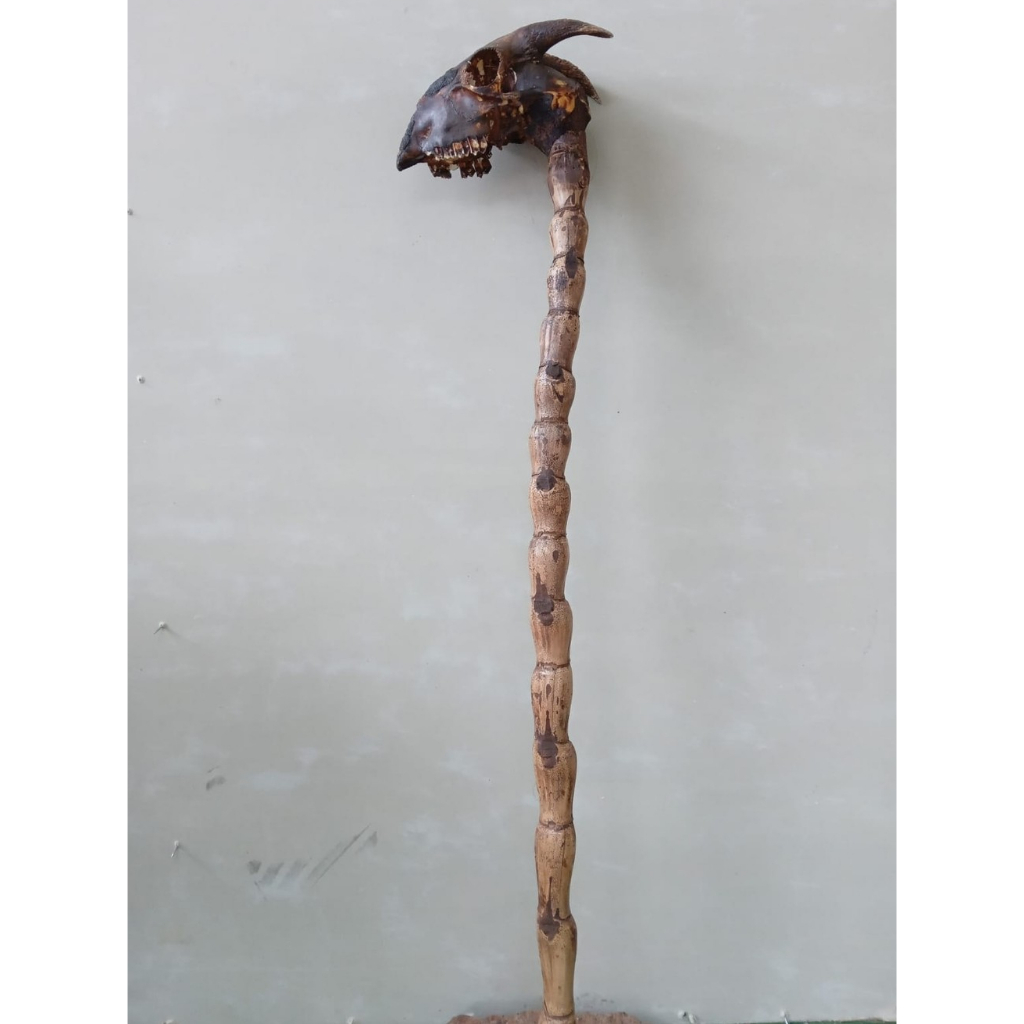 TONGKAT DARI TENGKORAK KAMBING BARANG LANGKA