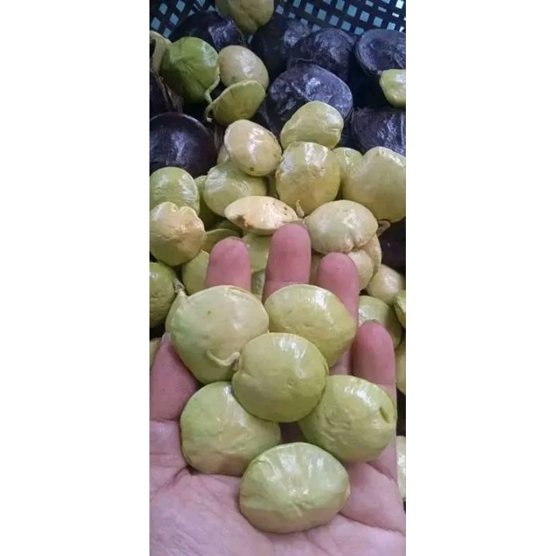 

Bintang_Jengkol.id (lalapan cangkang) 1000gram (belum kupas) Jengkol Muda
