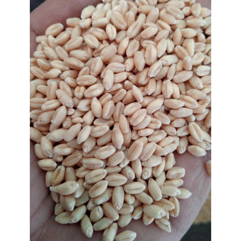 

1 KG BIJI GANDUM PUTIH - FOOD GRADE