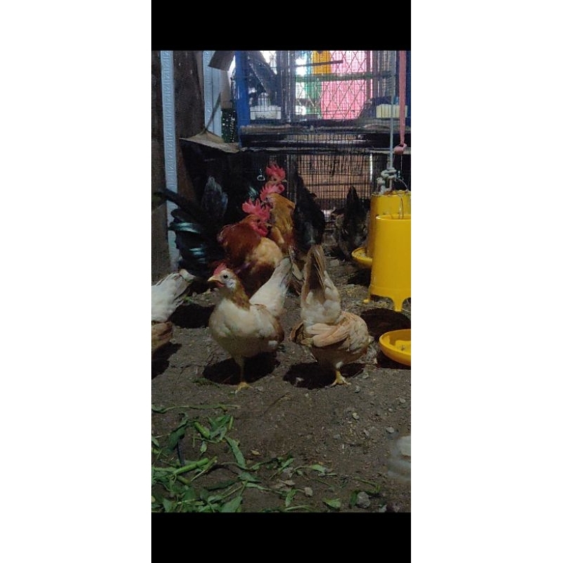 Ayam Serama Ayam Hias