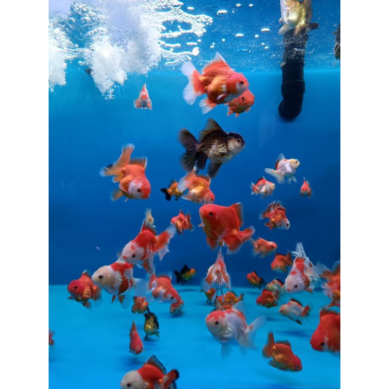 Ikan Hias Koki / Ikan Hias Koki Oranda