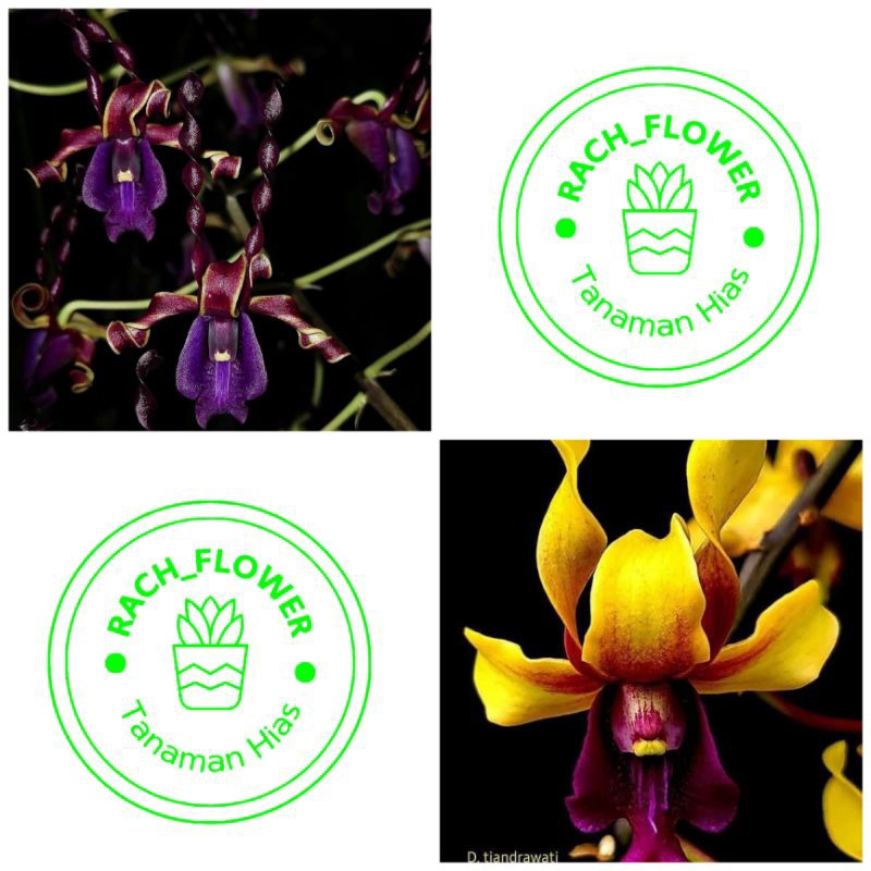 ( BISA COD ) Seedling Anggrek Dendrobium Belum Knop - Bunga Anggrek Dendrobium Tjandrawati & Danish 