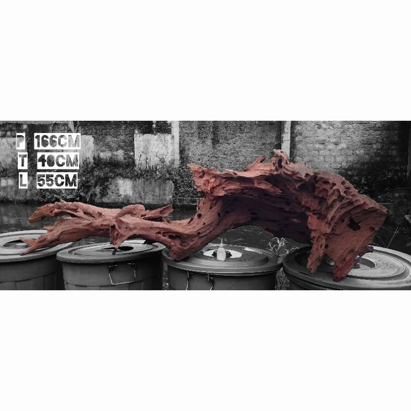 Kayu Rentek Uk Besar