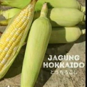 

Jagung hokaido bisa dimakan mentah 1pcs